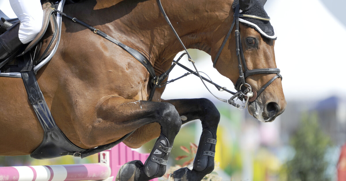 Pferdesport EM (Vielseitigkeit) Team Deutschland